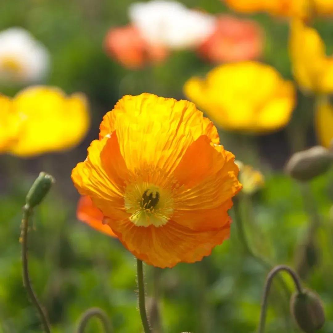 1618363650331086.jpg 1618363650331086.jpg